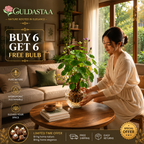 🎈🪴Red rattan Stephania Erecta Bulbs: The strongest houseplant for lazy people🌿🌸Buy 6 Get 6 Free Bulbs🌸