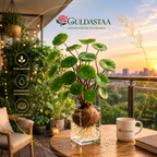 🎈🪴Red rattan Stephania Erecta Bulbs: The strongest houseplant for lazy people🌿🌸Buy 6 Get 6 Free Bulbs🌸
