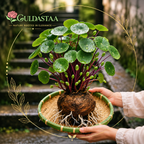 🎈🪴Red rattan Stephania Erecta Bulbs: The strongest houseplant for lazy people🌿🌸Buy 6 Get 6 Free Bulbs🌸
