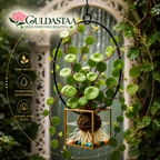 🎈🪴Red rattan Stephania Erecta Bulbs: The strongest houseplant for lazy people🌿🌸Buy 6 Get 6 Free Bulbs🌸