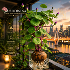 🎈🪴Red rattan Stephania Erecta Bulbs: The strongest houseplant for lazy people🌿🌸Buy 6 Get 6 Free Bulbs🌸