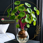 🎈🪴Red rattan Stephania Erecta Bulbs: The strongest houseplant for lazy people🌿🌸Buy 6 Get 6 Free Bulbs🌸