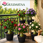 🥰HOT SALE 49% OFF🥰 🌵🌺DESERT ROSE BULBS🔥Buy 6 Get 6 Free Bulbs🔥