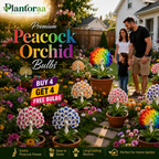 💠 “THE QUEEN OF FRAGRANT BLOOMS — PEACOCK ORCHID BULBS FOR PURE GARDEN LUXURY”🌸Buy 4 Get 4 Free Bulbs🌸