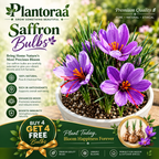 🌹Saffron Bulbs—Gold in the Flower Bulbs🌹🔥Buy 4 Get 4 Free Bulbs🔥