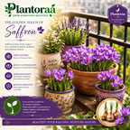 🌹Saffron Bulbs—Gold in the Flower Bulbs🌹🔥Buy 4 Get 4 Free Bulbs🔥