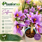 🌹Saffron Bulbs—Gold in the Flower Bulbs🌹🔥Buy 4 Get 4 Free Bulbs🔥
