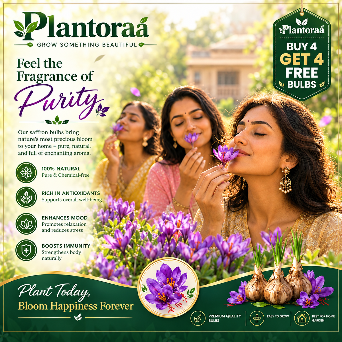 🌹Saffron Bulbs—Gold in the Flower Bulbs🌹🔥Buy 4 Get 4 Free Bulbs🔥