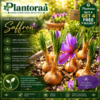 🌹Saffron Bulbs—Gold in the Flower Bulbs🌹🔥Buy 4 Get 4 Free Bulbs🔥