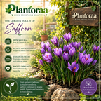 🌹Saffron Bulbs—Gold in the Flower Bulbs🌹🔥Buy 4 Get 4 Free Bulbs🔥