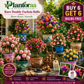 🌸 Rare Double Fuchsia Bulbs – Beautiful Shade-Loving Flowering Plants🔥Buy 6 Get 6 Free Bulbs🔥