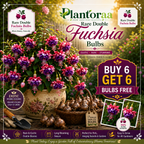 🌸 Rare Double Fuchsia Bulbs – Beautiful Shade-Loving Flowering Plants🔥Buy 6 Get 6 Free Bulbs🔥