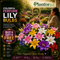 🌺COLORFUL PERFUME LILY BULBS—FRESH AND SWEET | 🔥Buy 6 Get 6 Free Bulbs🔥