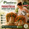🪴🦜PARROTBEAK SPIDER PLANT BULBS - 🔥 BLOOMS FOR UP TO 300 DAYS A YEAR! 🦜Buy 6 Get 6 Free Bulbs🦜