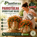 🪴🦜PARROTBEAK SPIDER PLANT BULBS - 🔥 BLOOMS FOR UP TO 300 DAYS A YEAR! 🦜Buy 6 Get 6 Free Bulbs🦜
