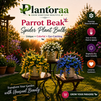 🪴🦜PARROTBEAK SPIDER PLANT BULBS - 🔥 BLOOMS FOR UP TO 300 DAYS A YEAR! 🦜Buy 6 Get 6 Free Bulbs🦜