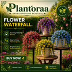 🪴🦜PARROTBEAK SPIDER PLANT BULBS - 🔥 BLOOMS FOR UP TO 300 DAYS A YEAR! 🦜Buy 6 Get 6 Free Bulbs🦜