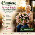 🪴🦜PARROTBEAK SPIDER PLANT BULBS - 🔥 BLOOMS FOR UP TO 300 DAYS A YEAR! 🦜Buy 6 Get 6 Free Bulbs🦜