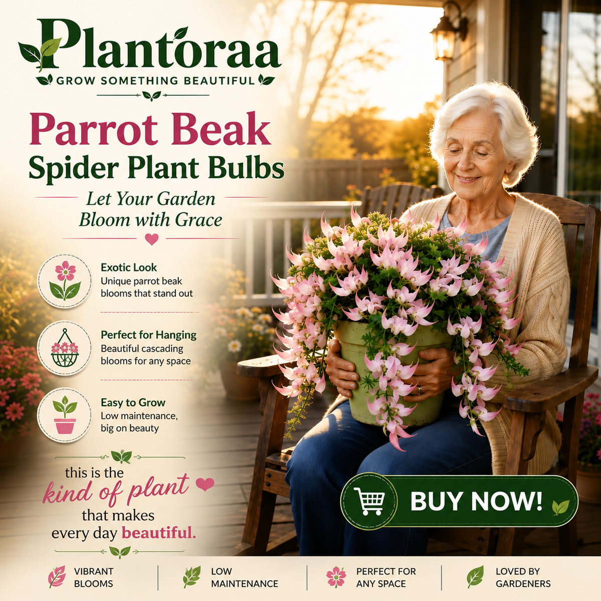 🪴🦜PARROTBEAK SPIDER PLANT BULBS - 🔥 BLOOMS FOR UP TO 300 DAYS A YEAR! 🦜Buy 6 Get 6 Free Bulbs🦜