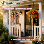 🪴🦜PARROTBEAK SPIDER PLANT BULBS - 🔥 BLOOMS FOR UP TO 300 DAYS A YEAR! 🦜Buy 6 Get 6 Free Bulbs🦜