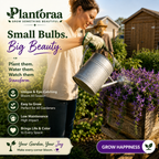 🪴🦜PARROTBEAK SPIDER PLANT BULBS - 🔥 BLOOMS FOR UP TO 300 DAYS A YEAR! 🦜Buy 6 Get 6 Free Bulbs🦜